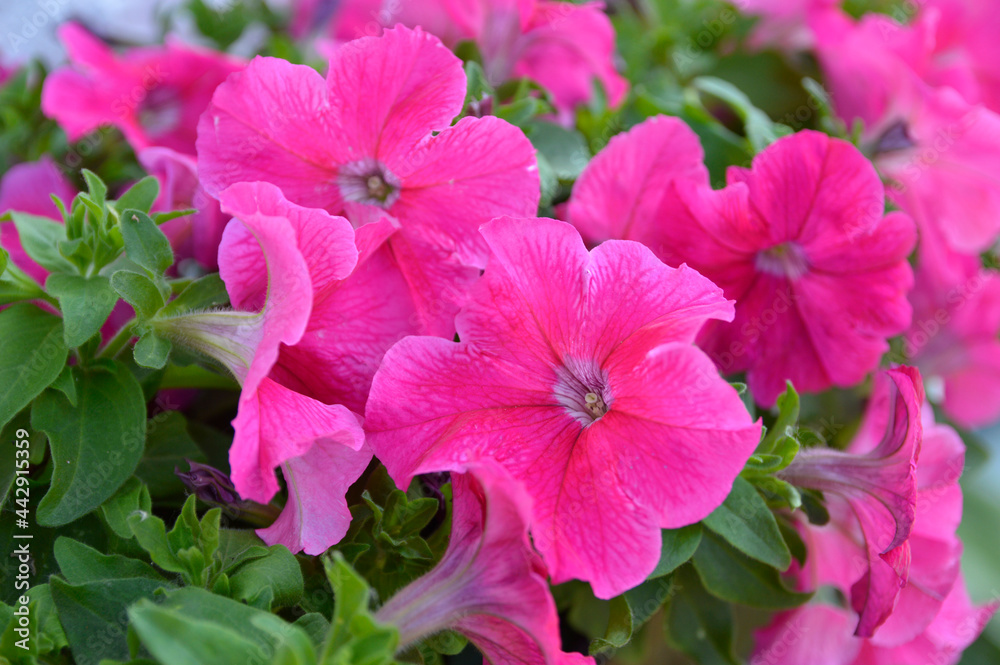 blooming pink petunias blooming pink petunias