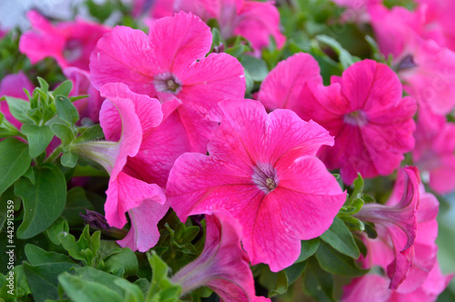 Fototapeta Naklejka Na Ścianę i Meble -  blooming pink petunias