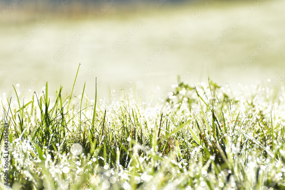 Fresh green grass with dew drops in sunshine, shallow depth of field