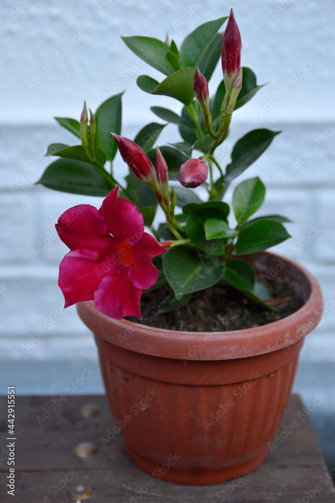 blooming pink dipladenia plant in pot close up