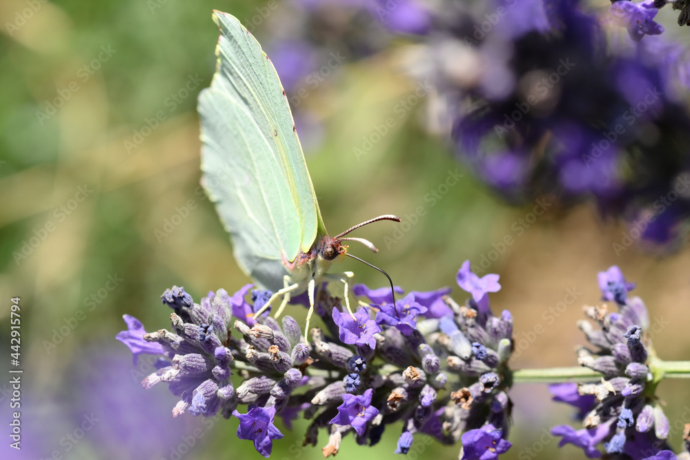 papillon citron papillon citron
