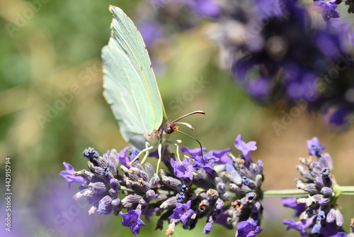 papillon citron