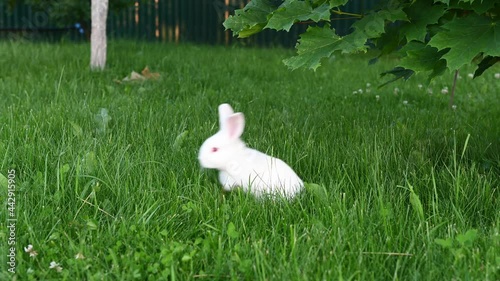 cute white animal funny bunny on a background of green grass and clovers in the afternoon in summerr. High quality photo photo
