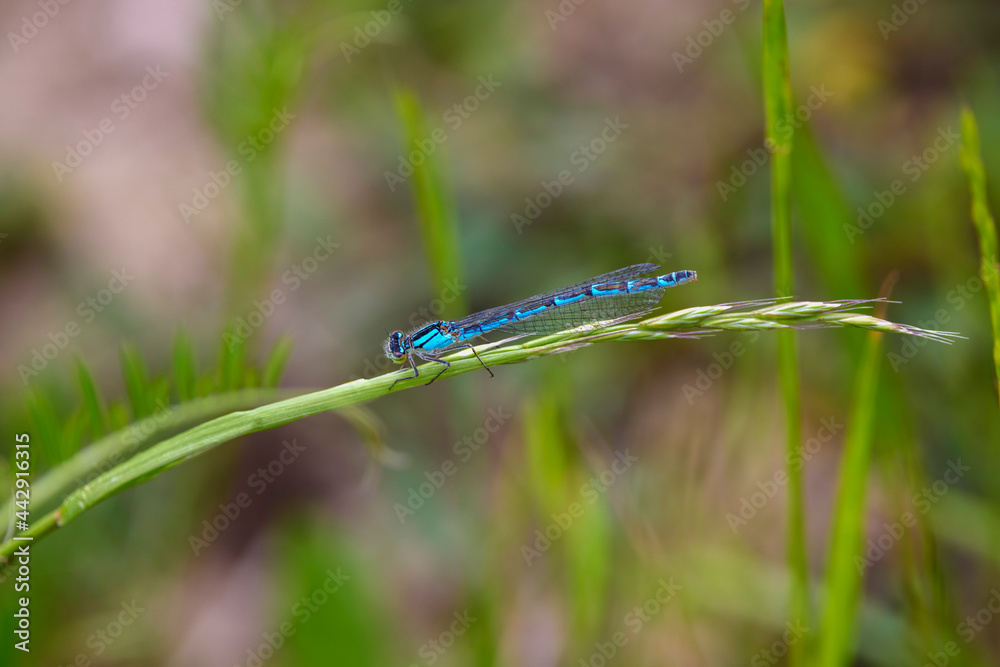 a beautiful dragonfly on a blade of grass a beautiful dragonfly on a blade of grass
