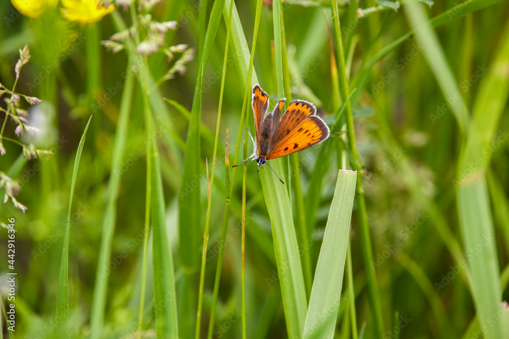 beautiful picture with butterfly on a blade of grass beautiful picture with butterfly on a blade of grass