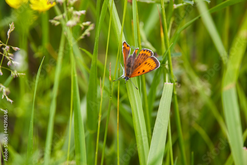 beautiful picture with butterfly on a blade of grass