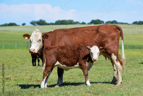 Cattle in Argentine countryside La Pampa Province  Argentina.