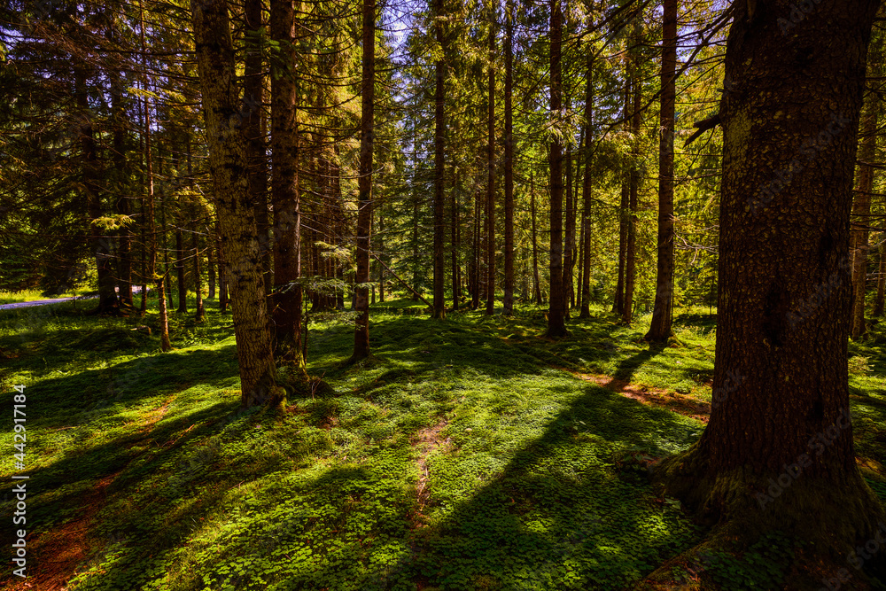 Obraz premium landscape with a dense forest with lots of green vegetation