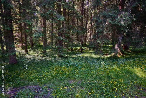Fototapeta Naklejka Na Ścianę i Meble -  landscape with a dense forest with lots of green vegetation