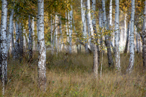 Birch forest in warm sunlight at sunset