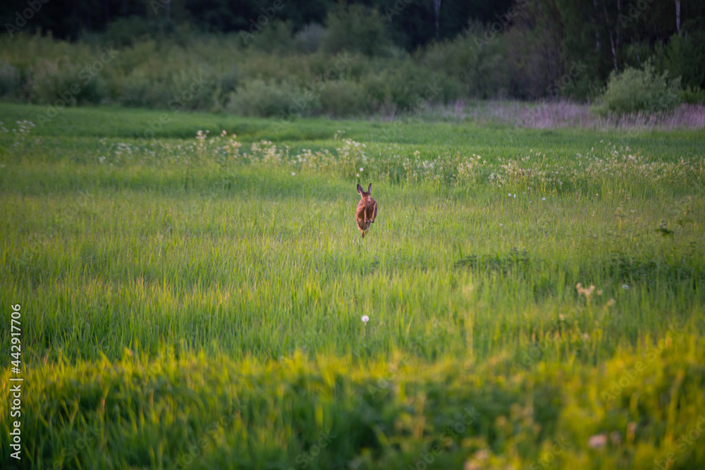 Roebuck - buck (Capreolus capreolus) Roe deer - goat Roebuck - buck (Capreolus capreolus) Roe deer - goat