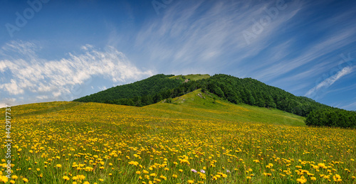 Beautiful topped up with yellow flowers in the Ukrainian Carpathians. Dividing ridge