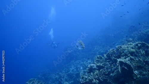 Seascape with Cubera Snapper in the turquoise water of coral reef of Caribbean Sea, Curacao photo