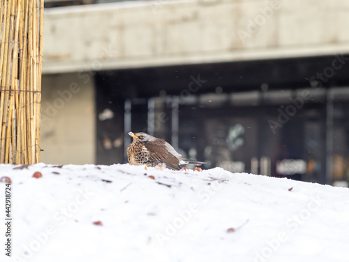 a bird in the city. the bird eats mountain ash in winter. a colorful bird on the snow in the city. Starling. grouse. winter bird. Side view of the bird