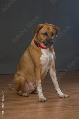 Large Orange and white dog