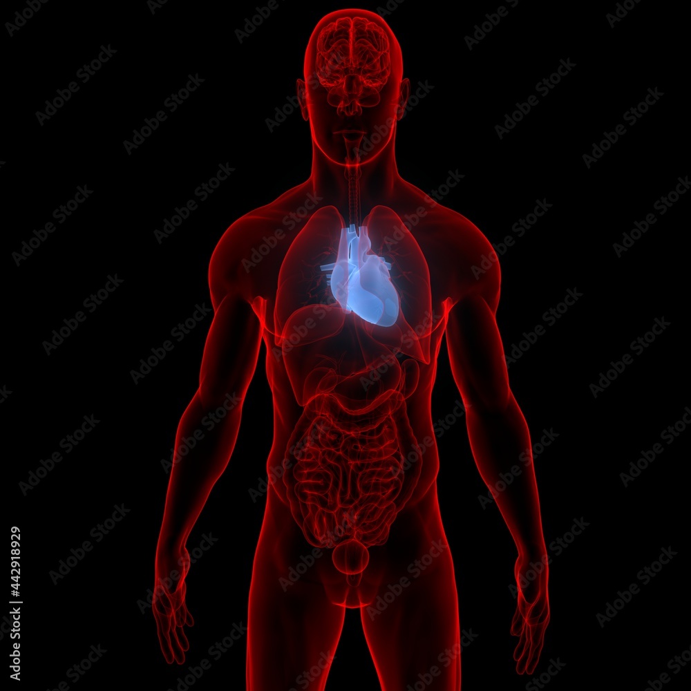 Heart is Part of Human Internal Organs Circulatory System Anatomy Heart is Part of Human Internal Organs Circulatory System Anatomy