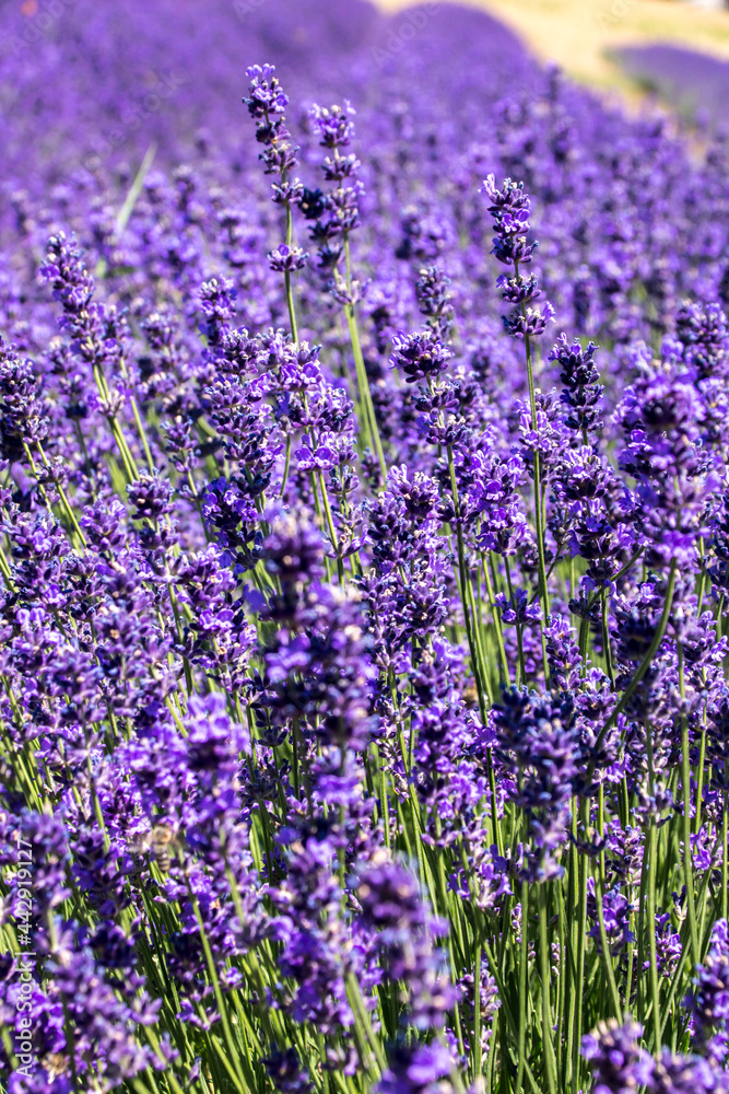 Naklejka premium Common Lavender (Lavandula angustifolia)