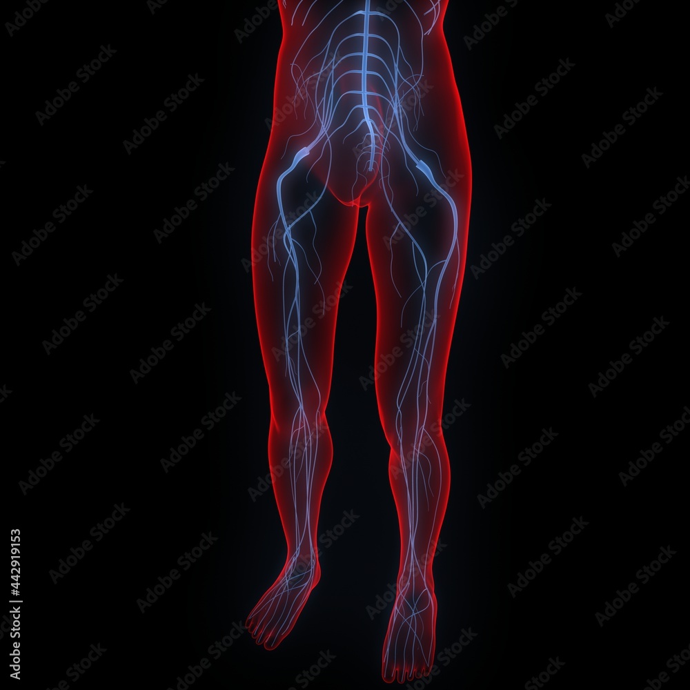 Human Nervous System Anatomy