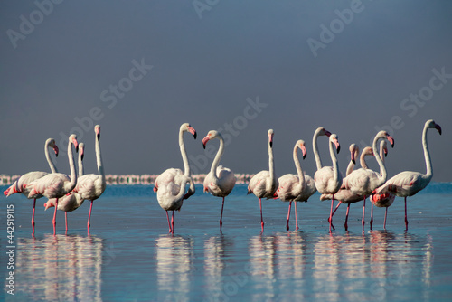 Wild african life. Group birds of pink african flamingos walking around the blue lagoon on a sunny day