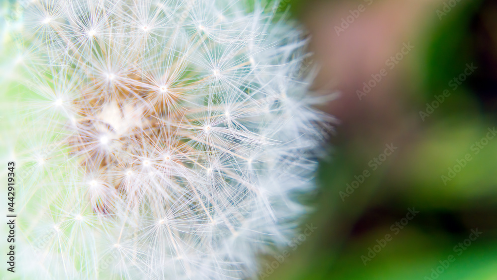 macro photo of a dandelion on a soft bokeh background, wallpaper with a blurred natural background