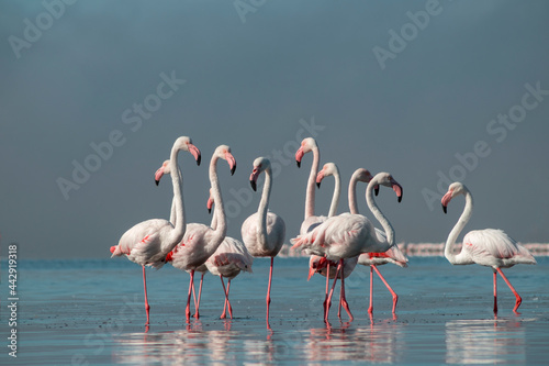 Wild african life. Group birds of pink african flamingos  walking around the blue lagoon on a sunny day © Yuliia Lakeienko