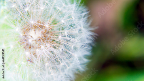 macro photo of a dandelion on a soft bokeh background  wallpaper with a blurred natural background