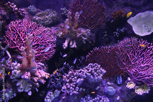 Fototapeta Naklejka Na Ścianę i Meble -  Underwater world fish aquarium in Antlaya