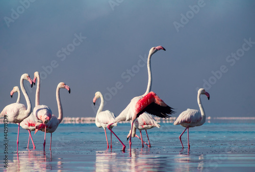 Wild african life. Group birds of pink african flamingos  walking around the blue lagoon on a sunny day