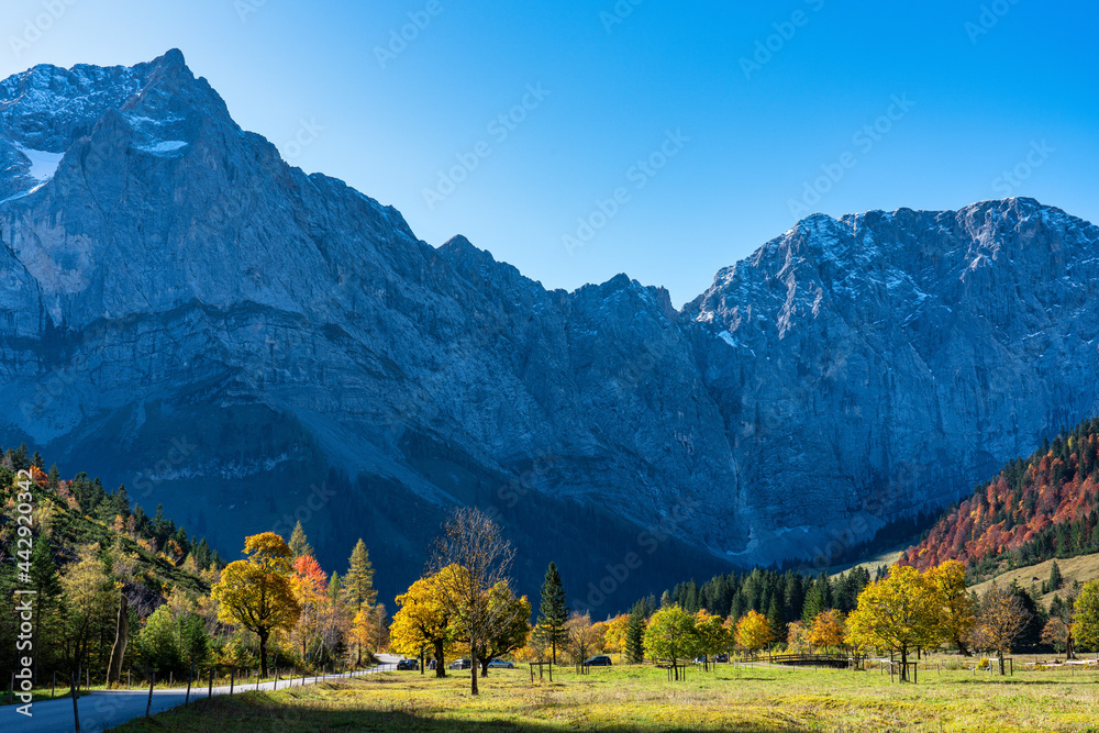 maple trees at Ahornboden, Karwendel mountains, Tyrol, Austria