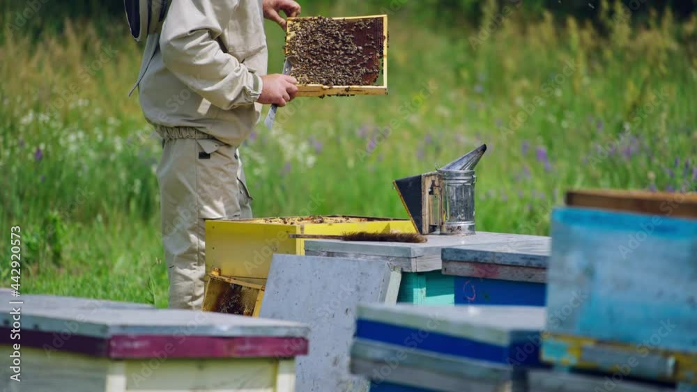 Professional apiarist examining bees on frame in apiary. Bee master in protective clothes looking after bees. Apiarist checking honey on a bee frame in summer. Professional apiarist examining bees on frame in apiary. Bee master in protective clothes looking after bees. Apiarist checking honey on a bee frame in summer.