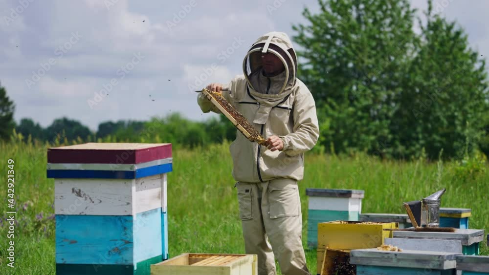 Beekeeper in modern protective suit on apiary. Professional apiarist man holding frame with many bees crawling on it on green nature background. Beekeeper in modern protective suit on apiary. Professional apiarist man holding frame with many bees crawling on it on green nature background.