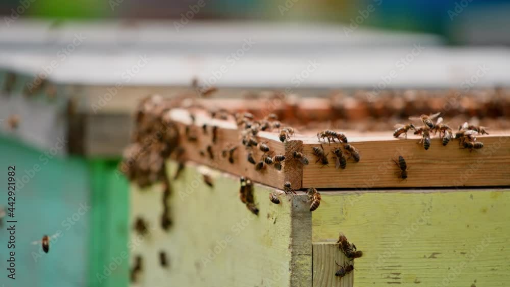 Bees on a wooden hive. Bees flying and crawling on a beehive on blurred background. Bees making natural honey in summer. Close-up. Bees on a wooden hive. Bees flying and crawling on a beehive on blurred background. Bees making natural honey in summer. Close-up.