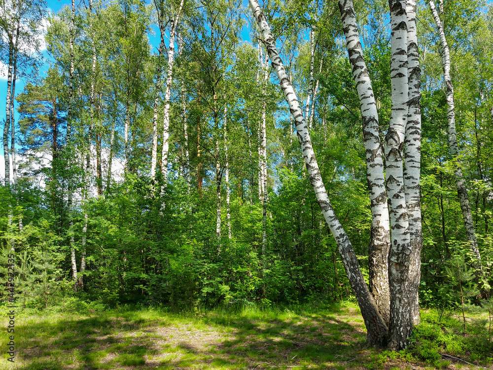 Fototapeta premium Landscape with a view of a clearing and a birch grove