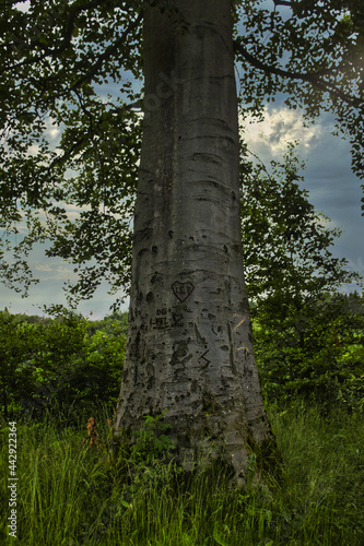 Ein Baum der Erinnerungen.