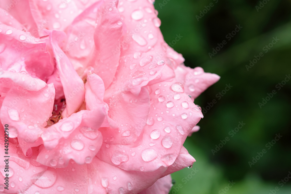 Raindrops on the petals of pink rose against blurred dark green background, close up. Part of flower with water drops in garden.