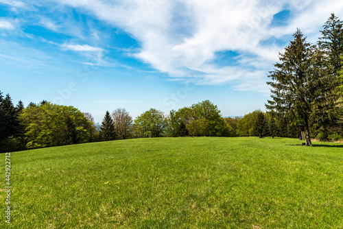 fresh green springtime meadow with trees around and blue sky with few clouds