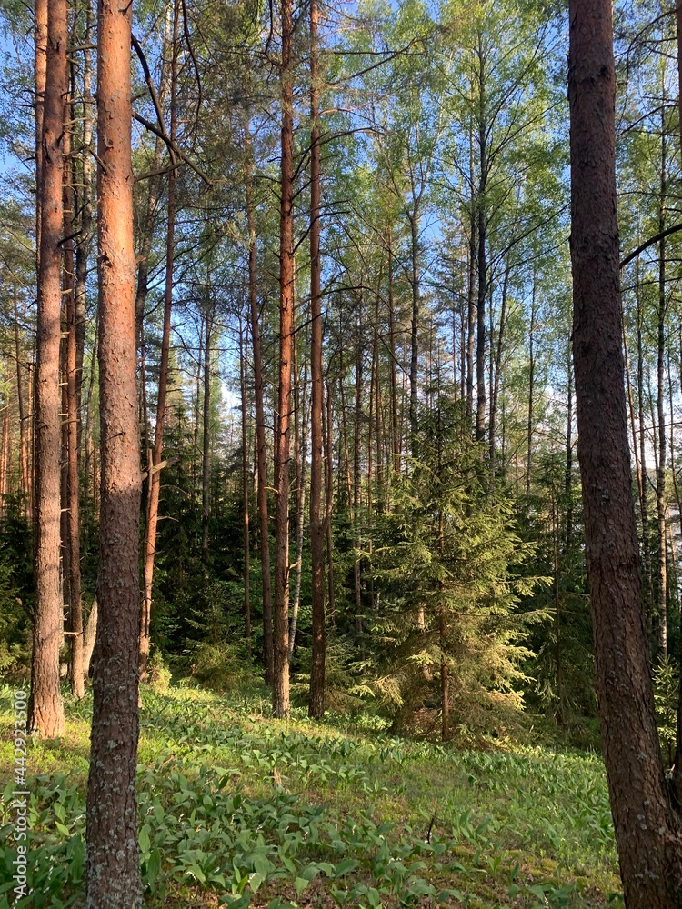 Obraz premium forest in autumn