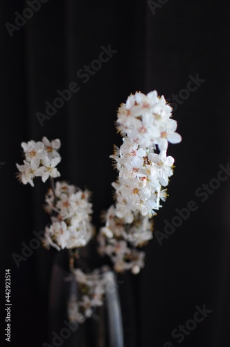 Close up of spring blossom branch in vase on dark background. Home minimal decor