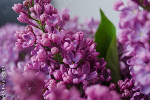 Beautiful tender young spring flowers of lilac. Macro shot of small lilac flowers, spring background.