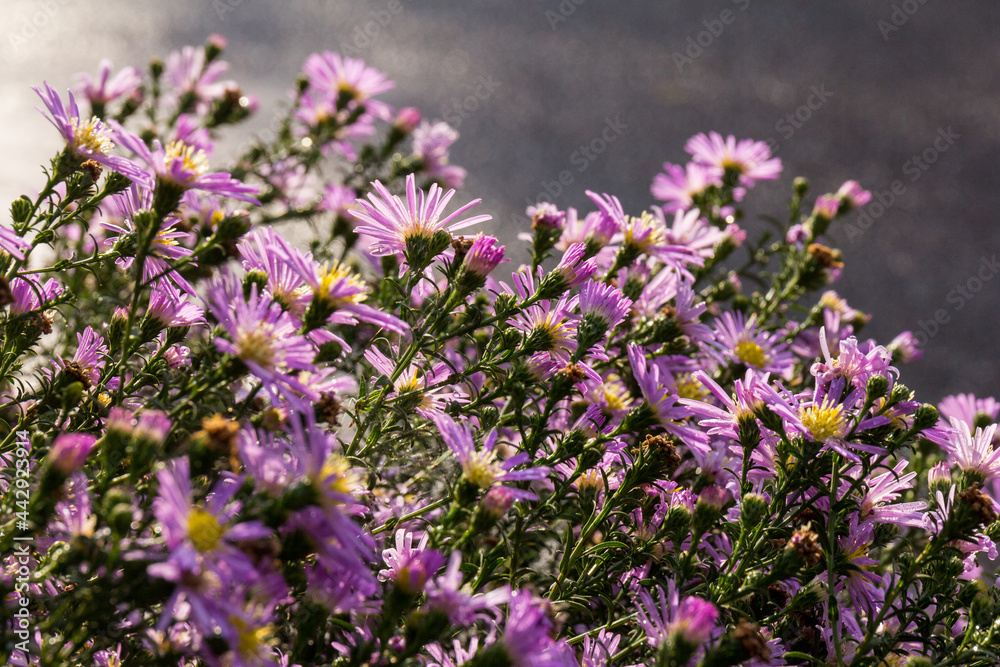 Fototapeta premium Beautiful Chrysanthemums flowers blooming in garden at spring day