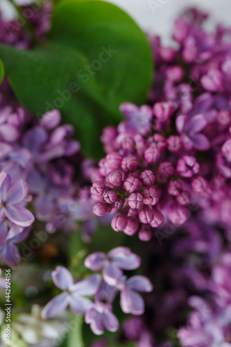 Beautiful tender young spring flowers of lilac. Macro shot of small lilac flowers  spring background.