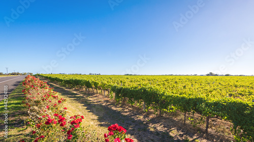 Iconic Coonawarra region vineyards along the Riddoch Highway, South Australia photo