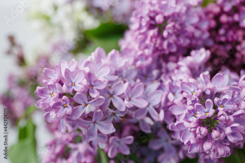 Beautiful tender young spring flowers of lilac. Macro shot of small lilac flowers, spring background. © Евгения Трастандецка