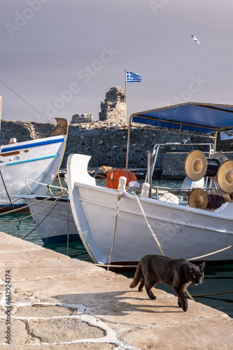 Cat on the harbor dock, looking for food, Greece, Cyclades.
