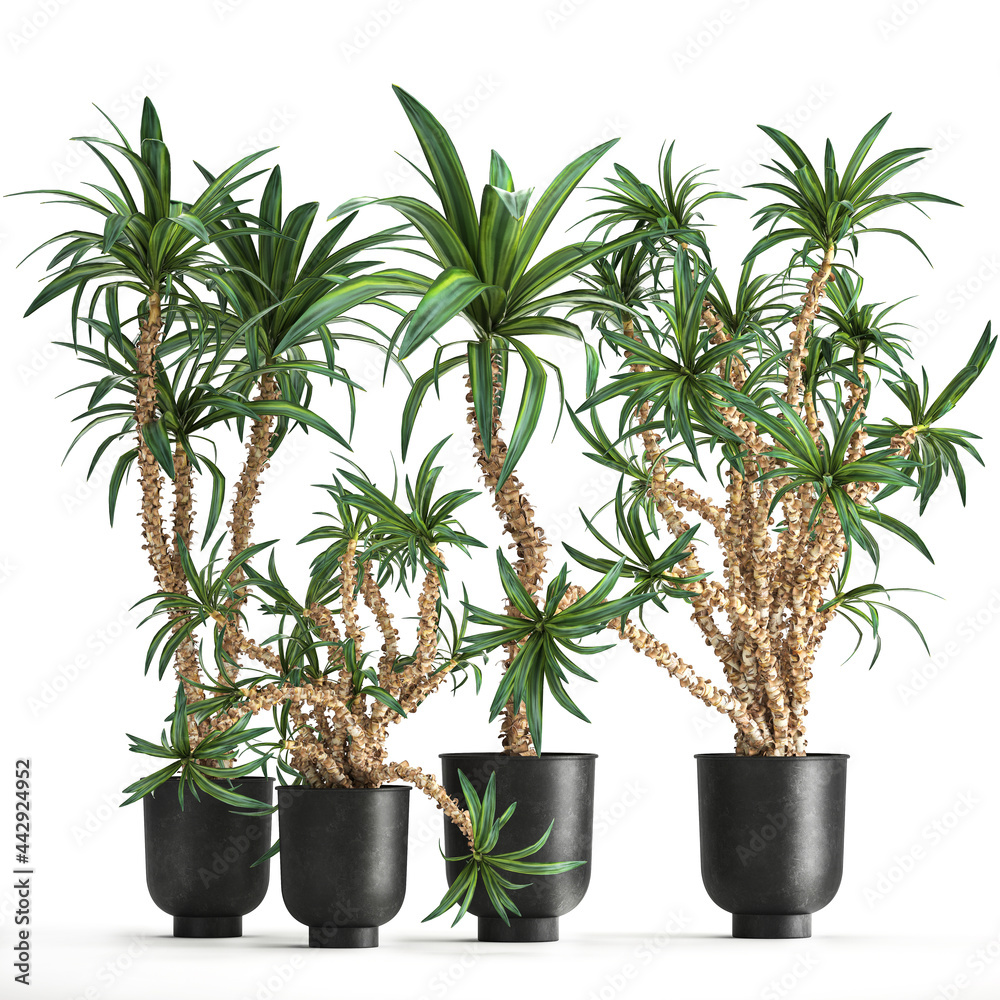 Fototapeta premium 3D illustration of Dracaena in a rusty flowerpot isolated on white background 
