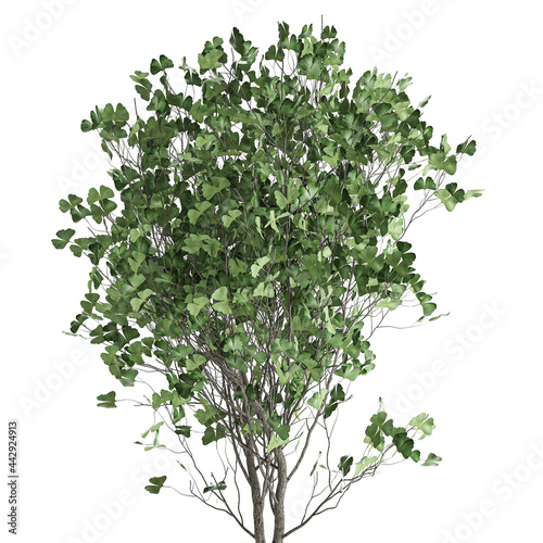 3D illustration of Ginkgo biloba in a rusty flowerpot isolated on white background 