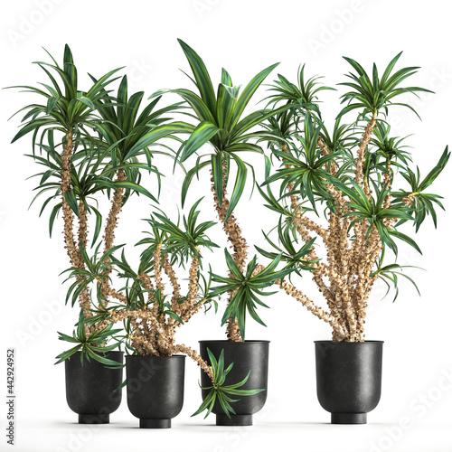 3D illustration of Dracaena in a rusty flowerpot isolated on white background 