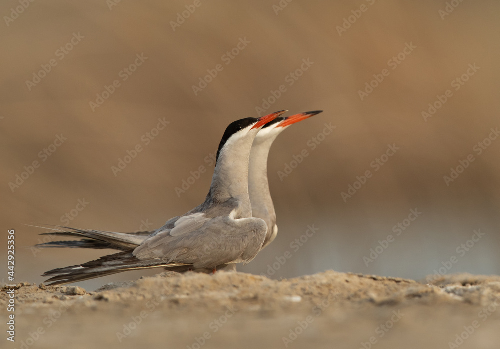 Fototapeta premium A pair of White-cheeked Tern at Asker marsh, B