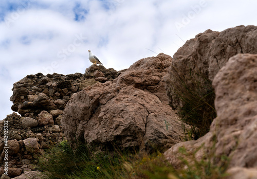Seagull standing on the top of the cliff. Beautiful backdrop for your design. Wildlife concept.