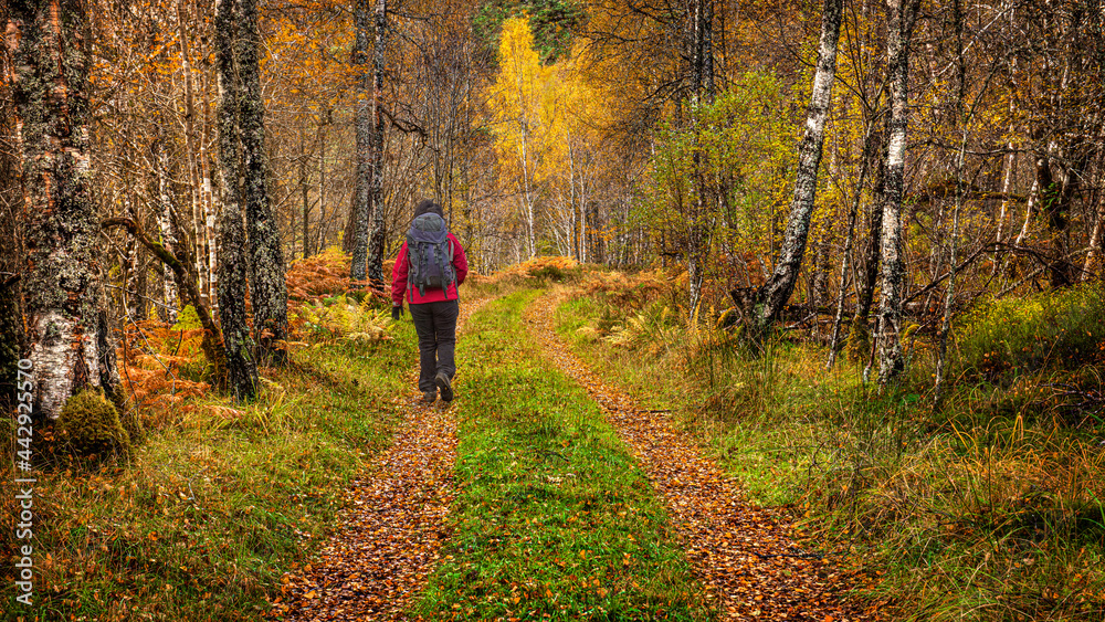   A mature female walker in Autumn on a forest trail in Glen Affric in the Scottish Highlands